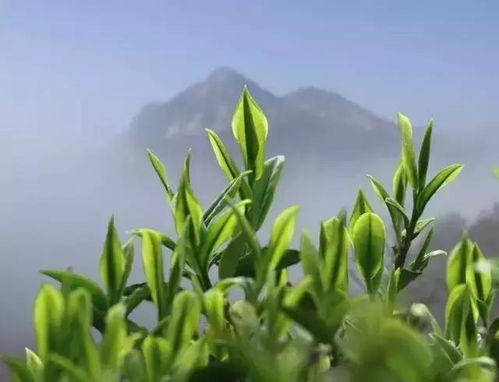 安慶這些農(nóng)產(chǎn)品已經(jīng)面向全國了,快來看看是家鄉(xiāng)的哪些農(nóng)產(chǎn)品吧