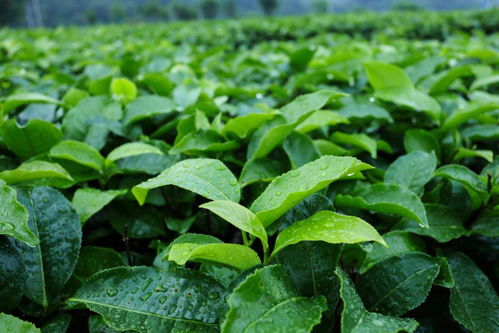 喜上眉梢 連樟村的果菜茶組合拳出擊