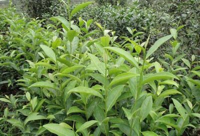 無公害茶葉種植關(guān)鍵技術(shù)解析